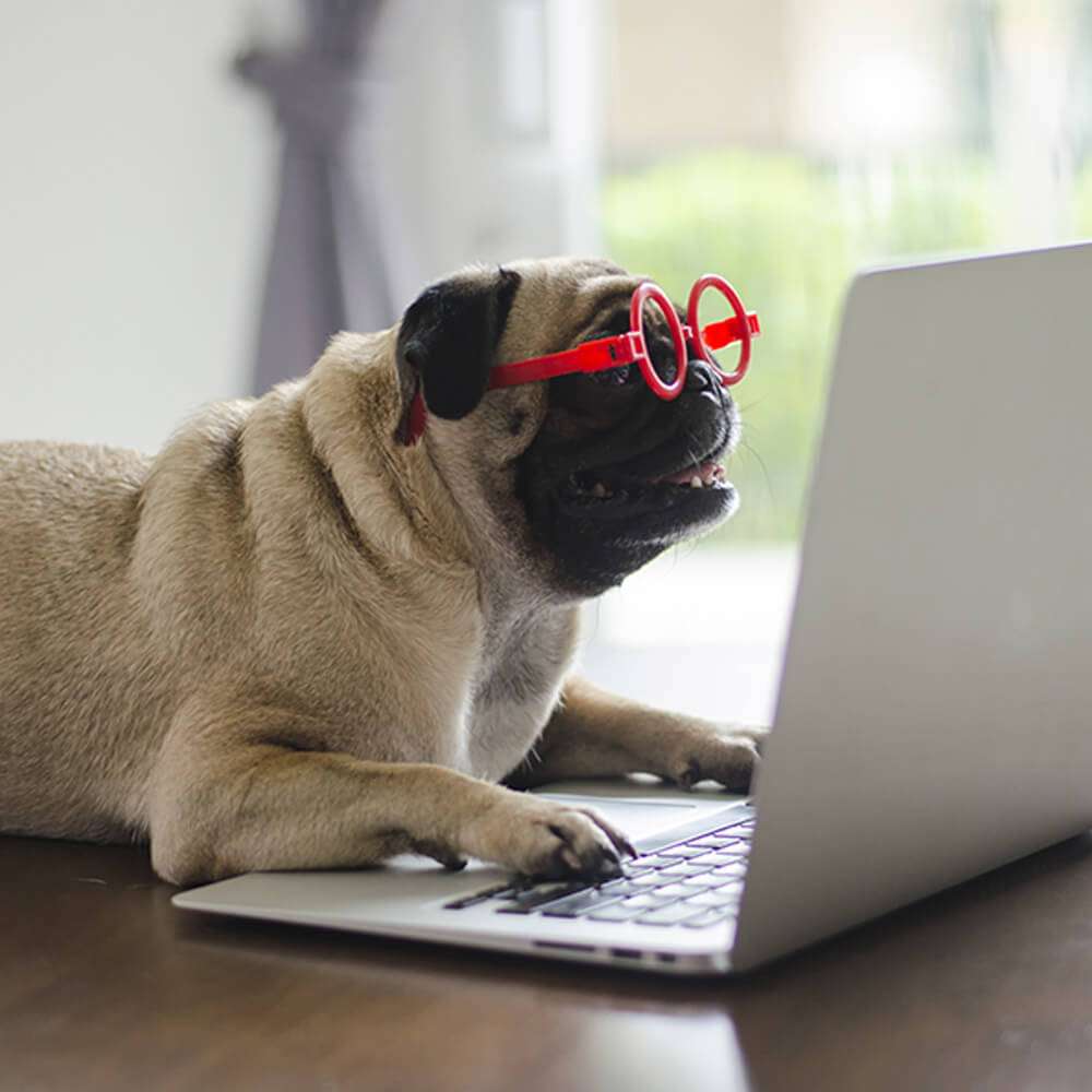 Dog with glasses on laptop